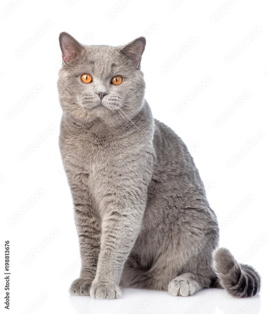 Naklejka portrait of an adult scottish cat. isolated on white background