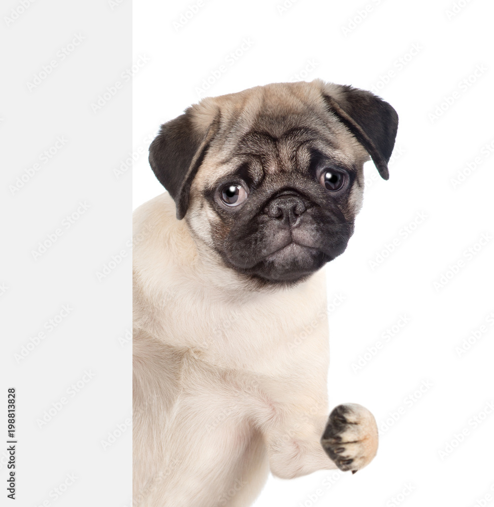 Funny pug puppy above white banner. isolated on white background