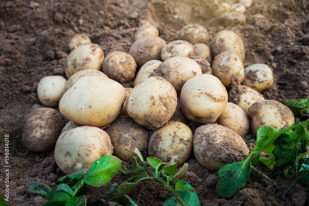potatoes in the field potatoes in the field