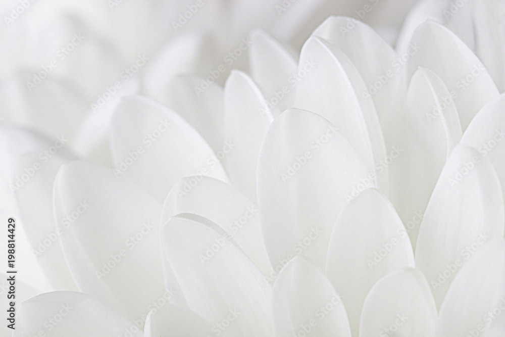 Petals of a white chrysanthemum close-up on a white background. - obrazy, fototapety, plakaty 