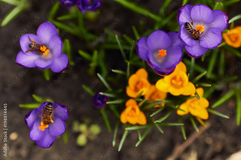 Fototapeta premium Bee flying near flowers with sun shine background