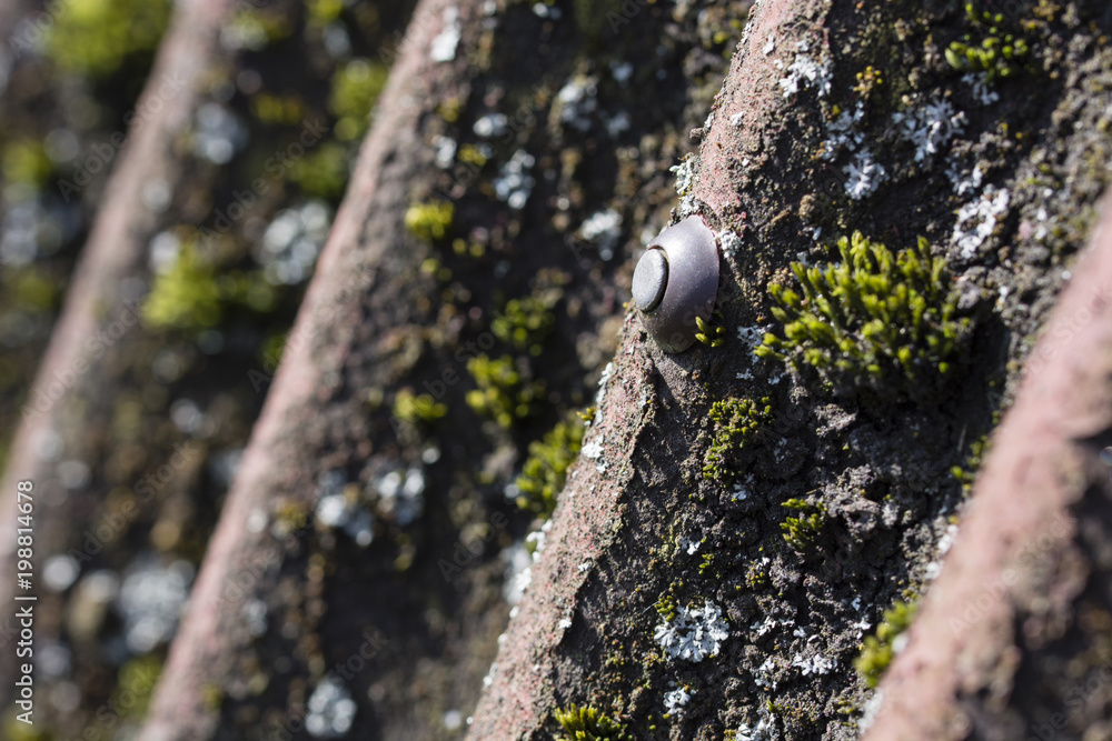 Nail on roofing roof and growing moss. Nail on roofing roof and growing moss.