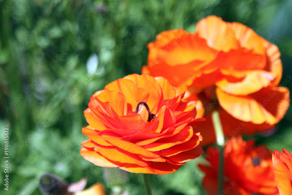 orange poppies in summer orange poppies in summer