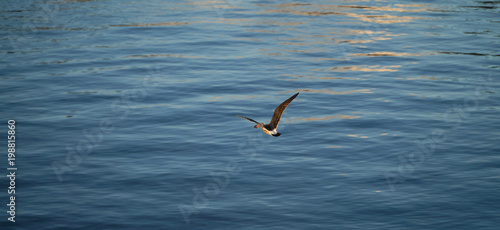 Bird catching prey over the ocean in Chile. photo