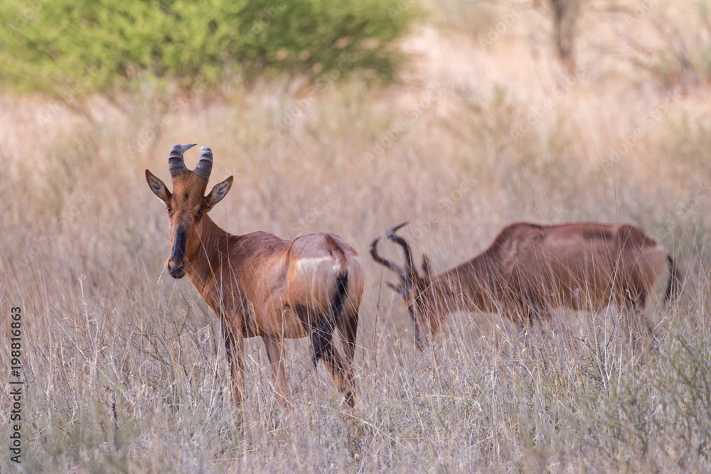 Eland, Elen-Antilopen im Kalahari Trans Frontier Park Eland, Elen-Antilopen im Kalahari Trans Frontier Park