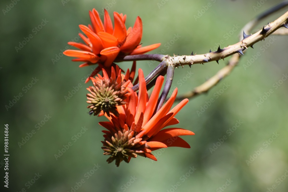 exotic red flower