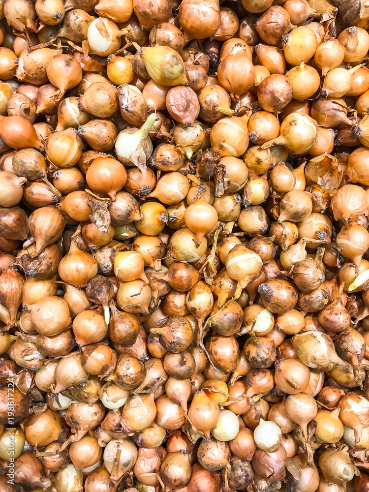Small bulbs of onions for planting in assortment Small bulbs of onions for planting in assortment