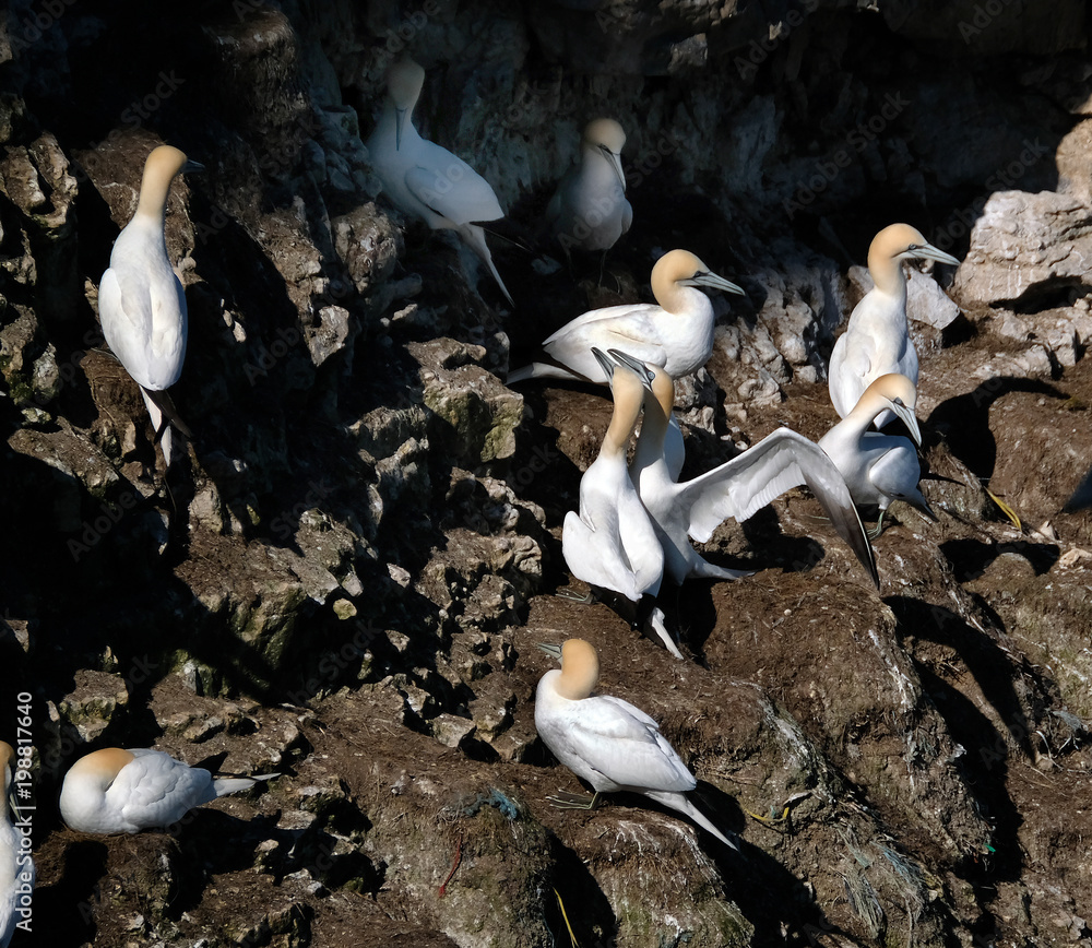 Obraz premium Gannet nesting colony on east coast of yorkshire, UK.