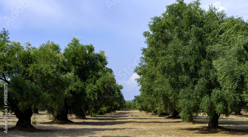 plantation of ancient olive trees in the countryside of Puglia, Italy