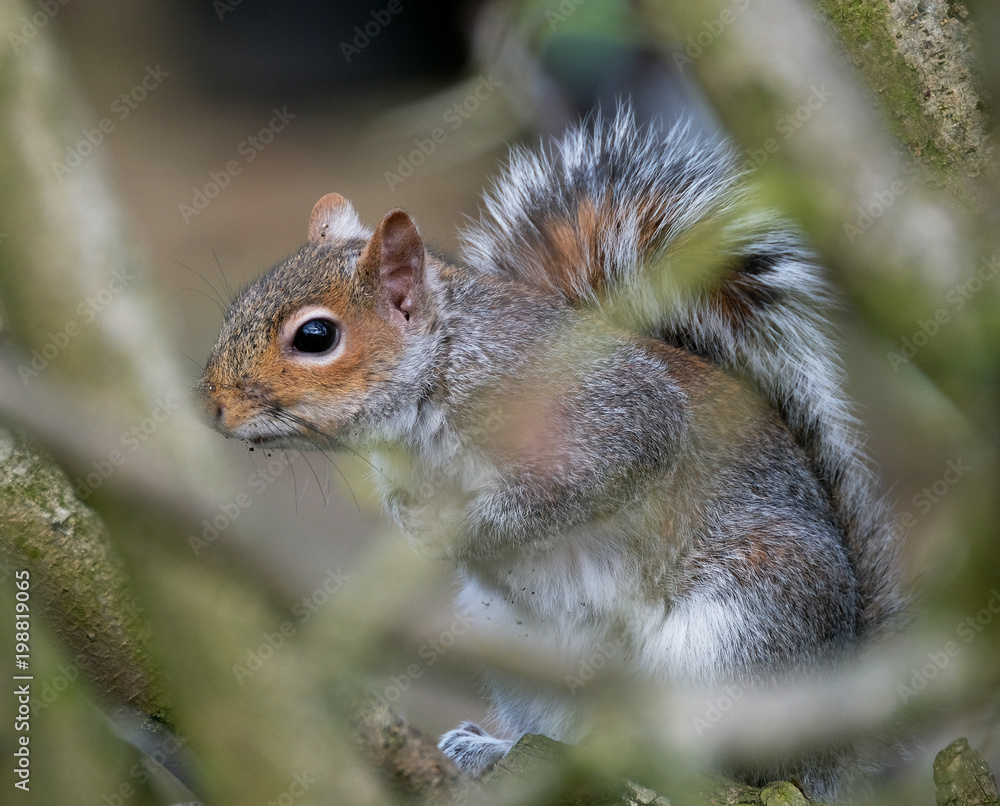Grey Squirrel feeding on bird peanuts in urban house garden. Grey Squirrel feeding on bird peanuts in urban house garden.