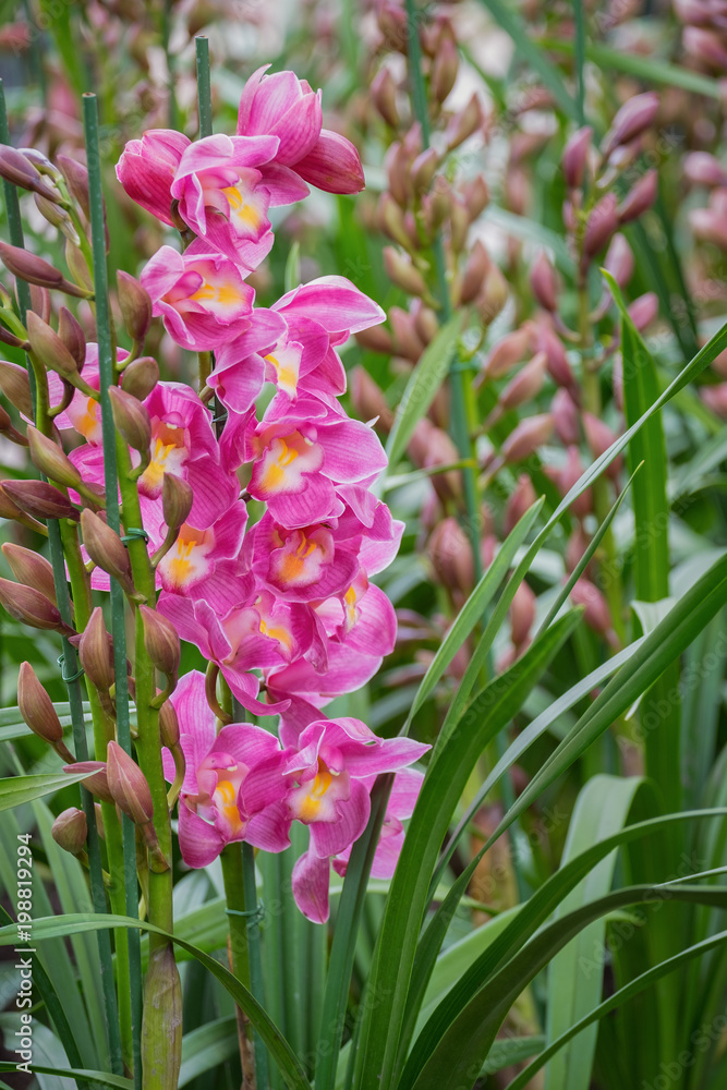 Spring scenes of Pink Cymbidium Orchid blooming flowers in the garden with abstract green soft nature background and wallpaper Spring scenes of Pink Cymbidium Orchid blooming flowers in the garden with abstract green soft nature background and wallpaper