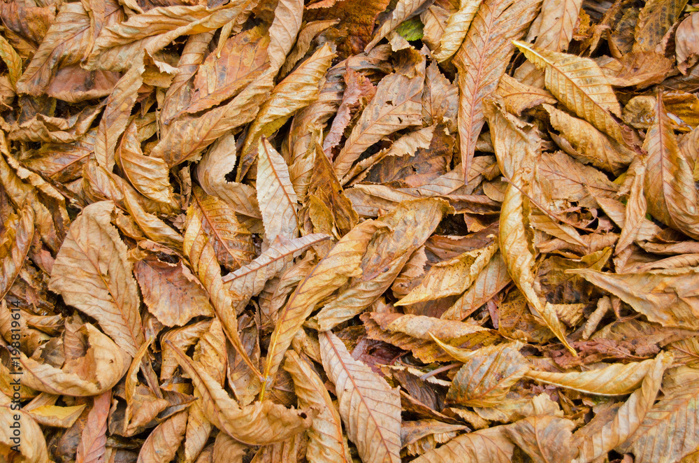 Fallen leaves, Autumn