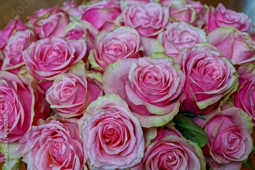 Blumenstrau   aus pinken Rosen