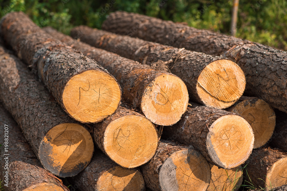 Pile of tree trunks for woodworking industry Pile of tree trunks for woodworking industry