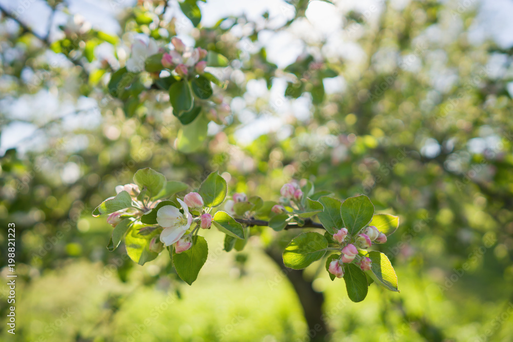 closeup blossoming apple tree with pink flowers in a garden