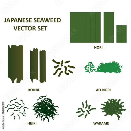 Seaweed vector set. Japanese wakame, nori, hijiku, konbu and ao nori algae food. Vector.