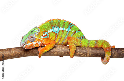 Chameleon isolated on white