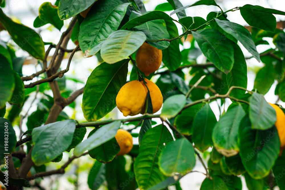 lemons on tree in garden