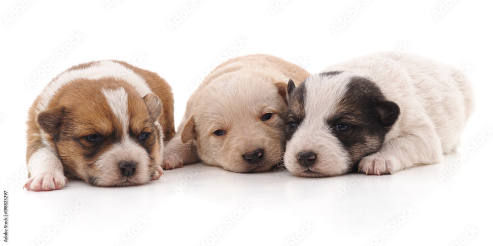 Three beautiful puppies.