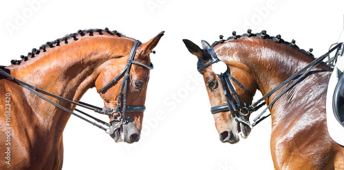 Equestrian sport portrait - dressage head of sorrel horse photo