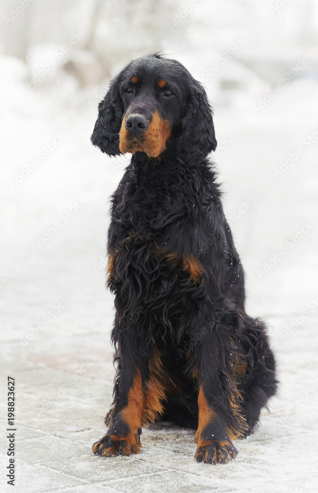Portrait dog against white snow background