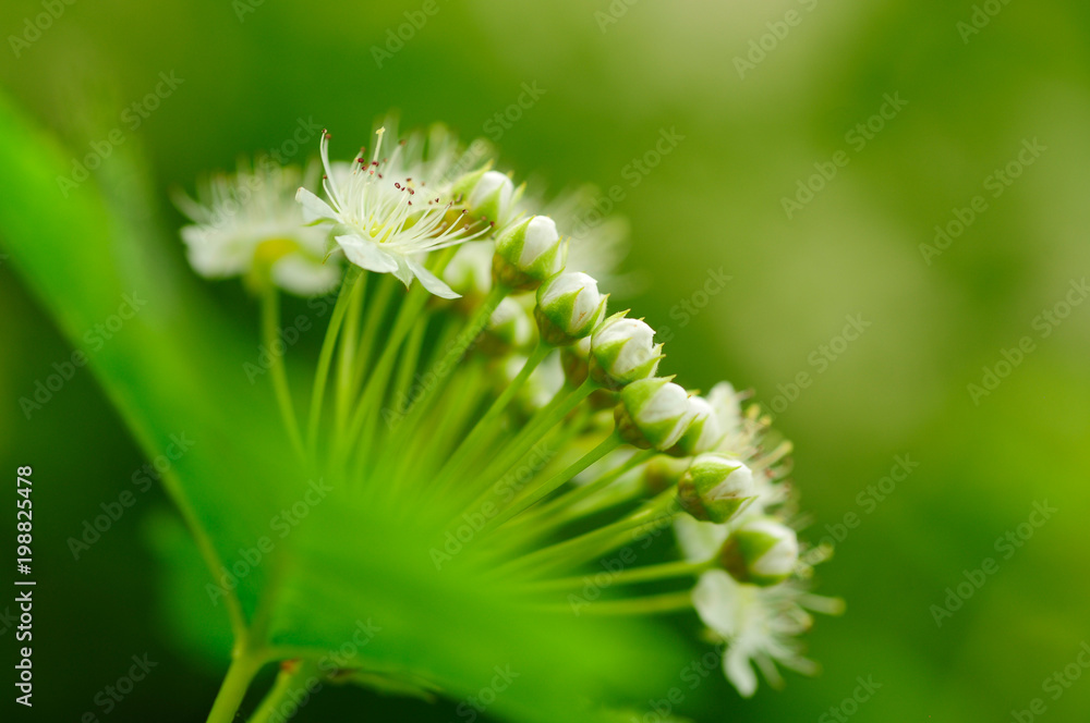 wildflowers in natural spring nature wildflowers in natural spring nature