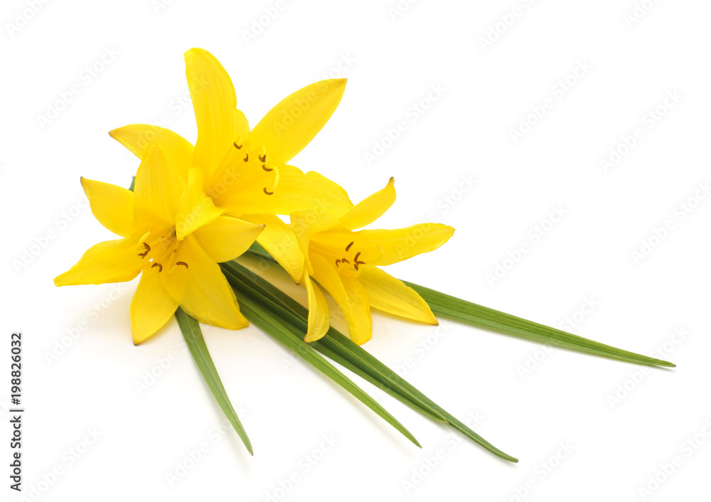 Yellow lily with leaves. Yellow lily with leaves.