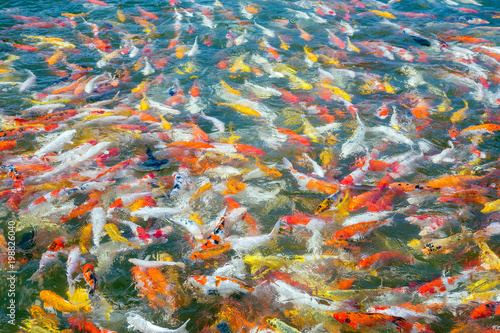 Colorful of beautiful koi fish in the pond.
