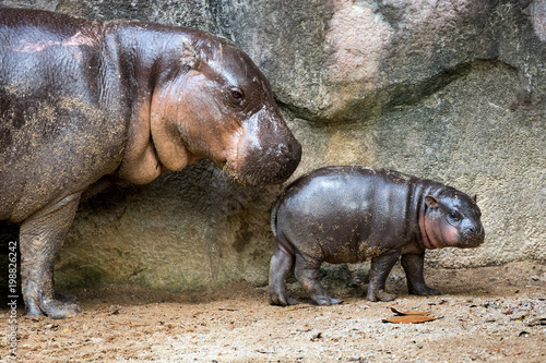 Bild auf Leinwand Mother and baby pygmy hippo in the atmosphere of the zoo.