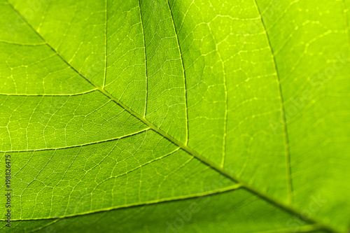 Abstract texture of the leaves.Created by natural.