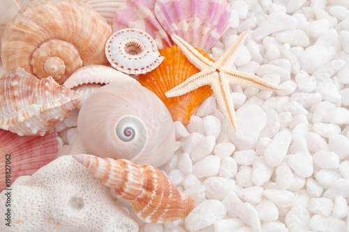 Seashells on stones background