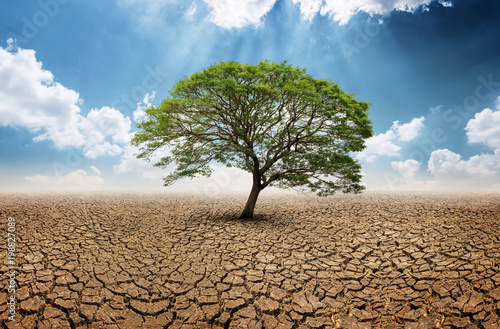 Lonely big green tree in dry wasteland a concept for global warming