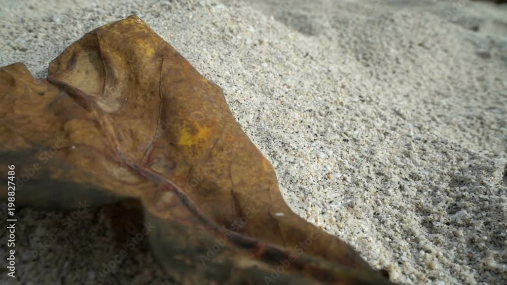 dry leaf falling down the deset dry sand drought concept, global warming, nature disaster dry leaf falling down the deset dry sand drought concept, global warming, nature disaster