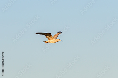 Seagull flying over blue sky, open wings, beak close up