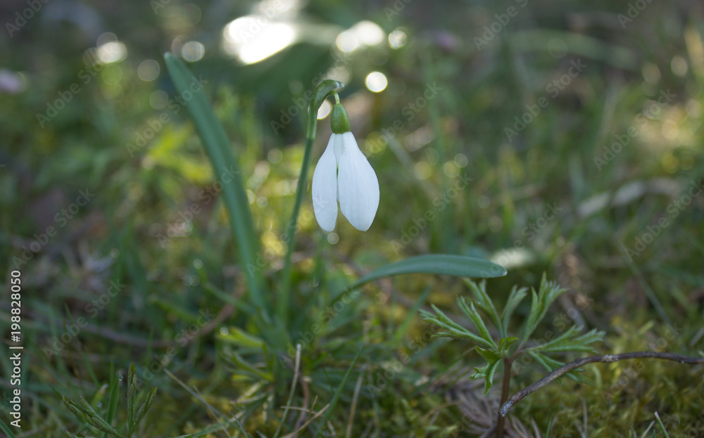 In the foreground are the first spring snowdrop with dew drops on leaf In the foreground are the first spring snowdrop with dew drops on leaf