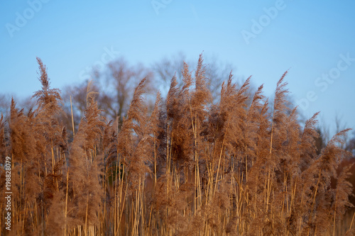Brown Reed at the Chiemsee in Bavaria