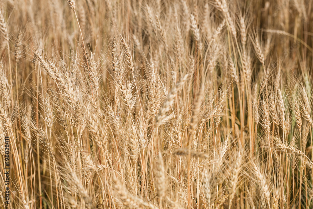 Ripe harvest, agricultural land. Gold wheat field and blue sky. Summer day, rural countryside. Ripe harvest, agricultural land. Gold wheat field and blue sky. Summer day, rural countryside.