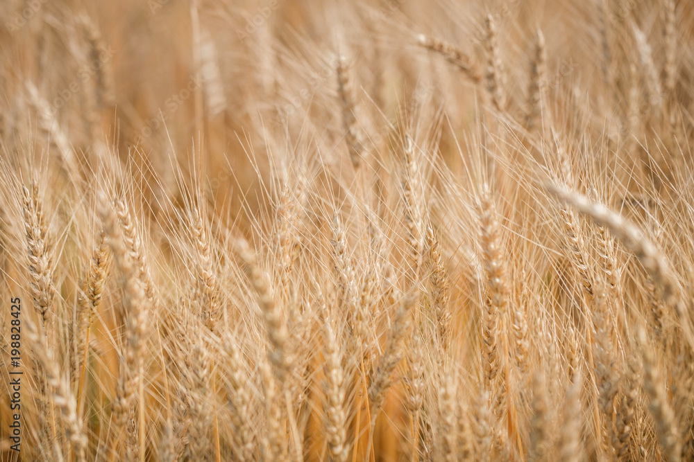 Ripe harvest, agricultural land. Gold wheat field and blue sky. Summer day, rural countryside. Ripe harvest, agricultural land. Gold wheat field and blue sky. Summer day, rural countryside.