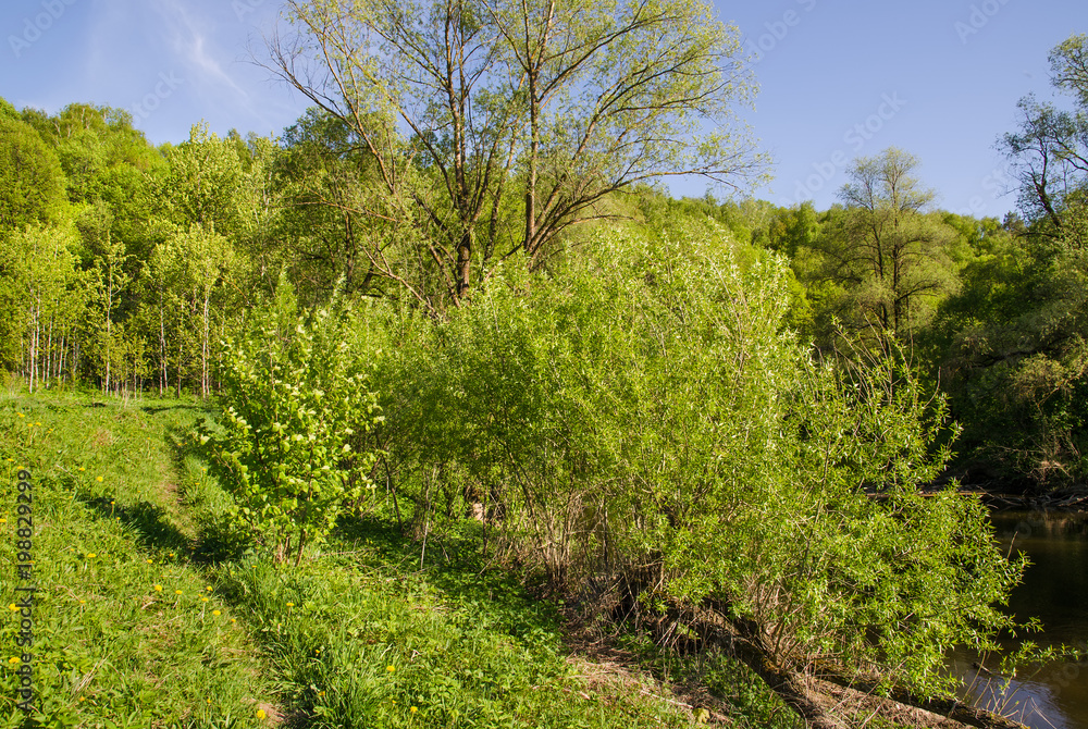 River Desna in the forest