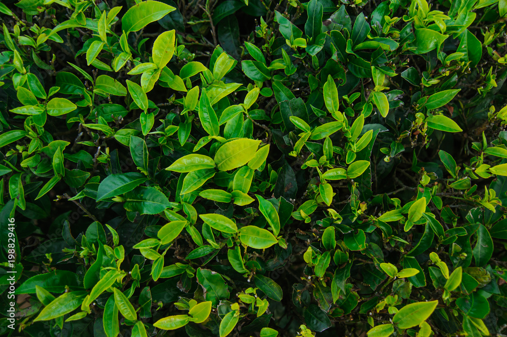 green Tea leaves on a black background green Tea leaves on a black background