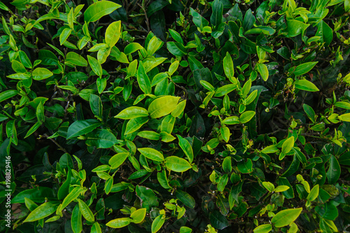 green Tea leaves on a black background © kravtzov