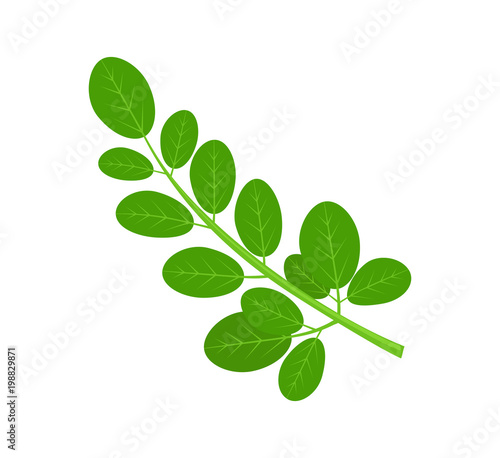 Moringa Green Plant and Leaves