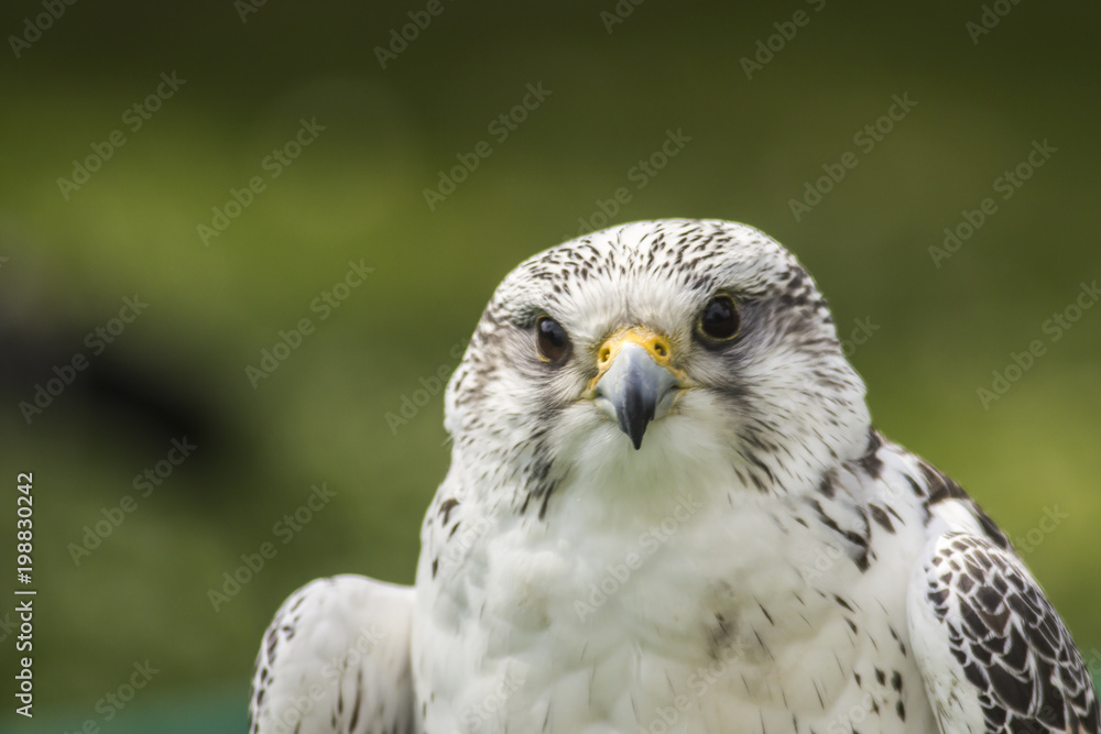 Obraz premium Gerfalke (Falco rusticolus)