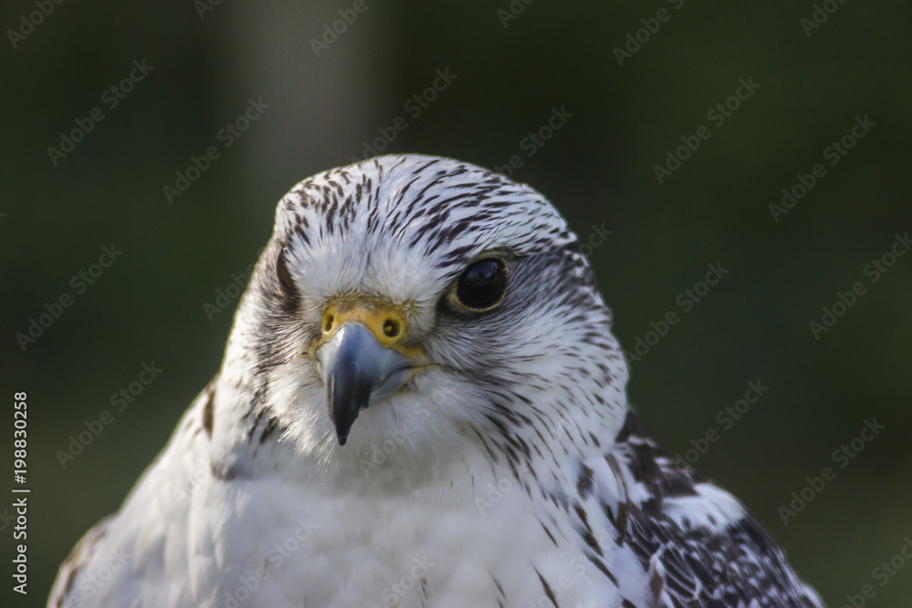 Gerfalke (Falco rusticolus) Gerfalke (Falco rusticolus)