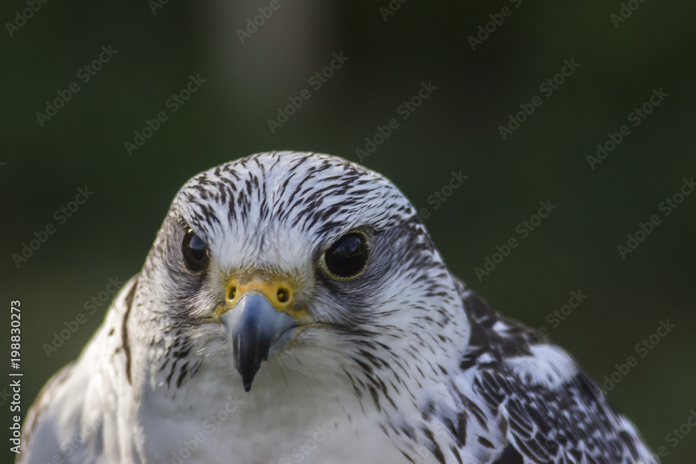 Gerfalke (Falco rusticolus) Gerfalke (Falco rusticolus)