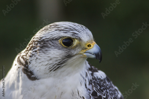 Gerfalke (Falco rusticolus)