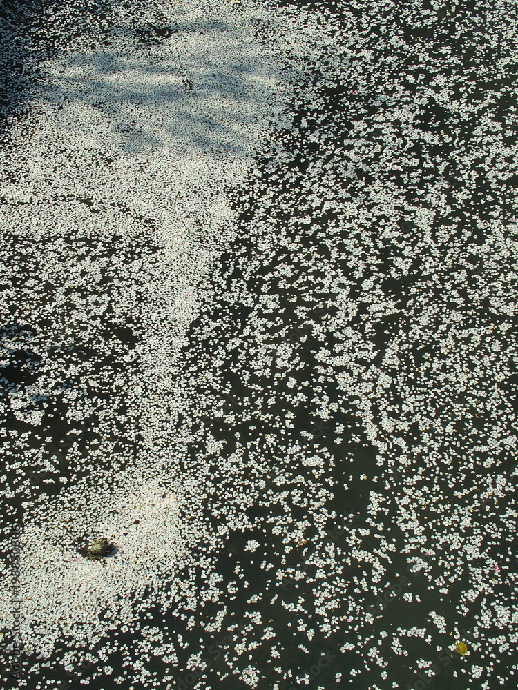川面に散った桜の花びら