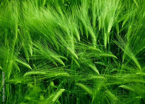 green wheat field background