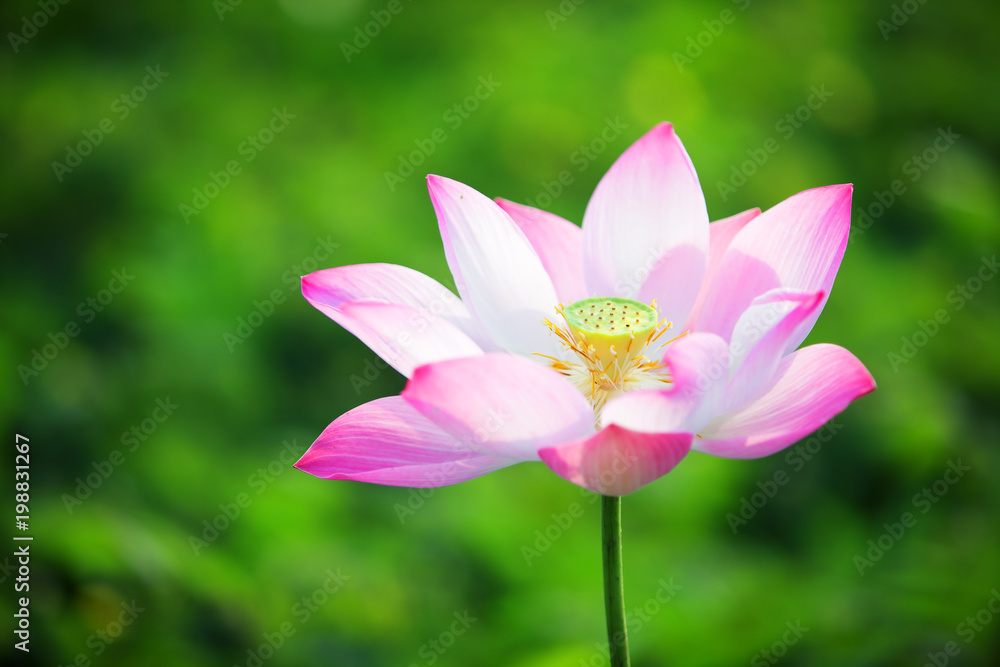 pink lotus flower blossom blooming in pond with green background.