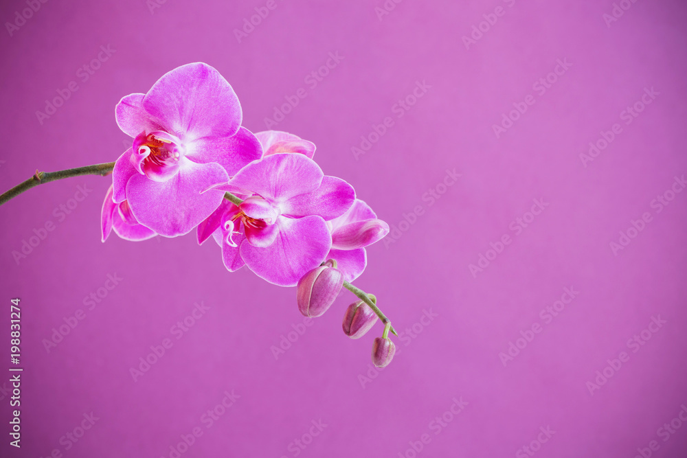 Fototapeta premium the beautiful orchid flowers